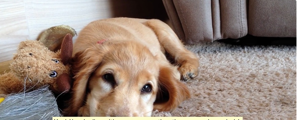 موکت شویی در منزل موکت شویی در منزل